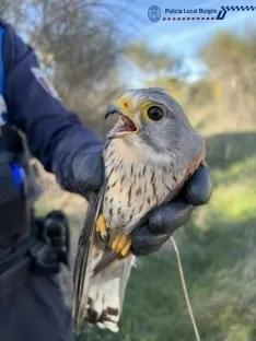La Policía Local de Burgos rescata tres aves protegidas durante la Semana Santa