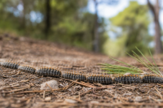 Alertan del desconocimiento sobre los riesgos de la oruga procesionaria