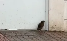 Esperando al autobús… con una visitante inesperada