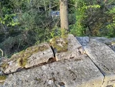Árboles sin control invaden la ribera del Arlanzón y deterioran el muro en la avenida Palencia
