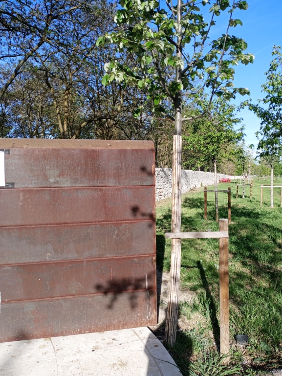 Un árbol bloquea el futuro de una puerta en El Parral