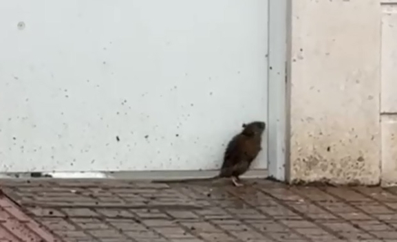 Esperando al autobús… con una visitante inesperada