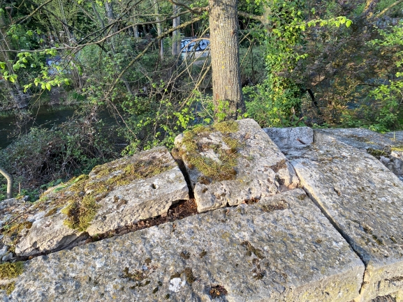 Árboles sin control invaden la ribera del Arlanzón y deterioran el muro en la avenida Palencia