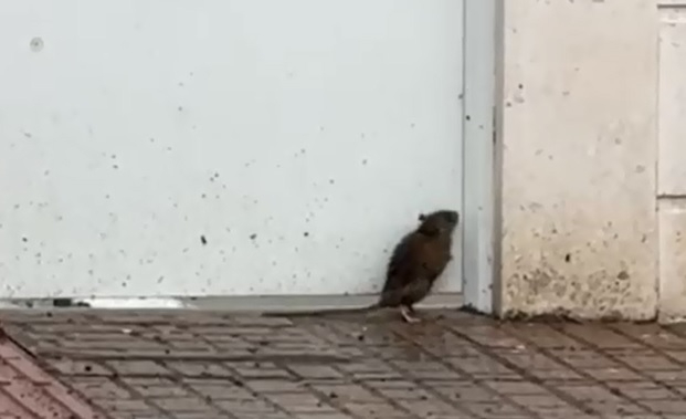 Esperando al autobús… con una visitante inesperada