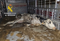 El SEPRONA destapa en Burgos una red de transporte cruel de vacas destinadas al matadero