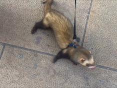 Del “cerdo influencer” al hurón paseante: la nueva fauna VIP de los barrios