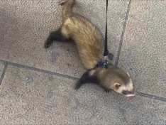 Del “cerdo influencer” al hurón paseante: la nueva fauna VIP de los barrios