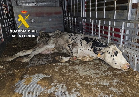 El SEPRONA destapa en Burgos una red de transporte cruel de vacas destinadas al matadero
