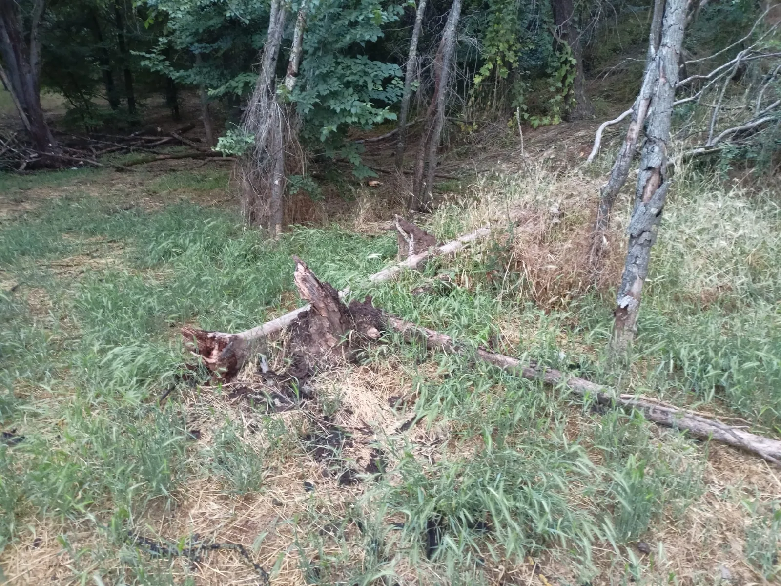 Foto 2 - Dejadez en la limpieza forestal del entorno del Castillo de Burgos