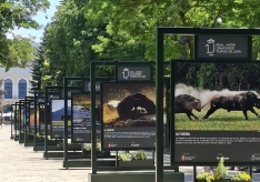 El Espolón acoge la exposición “Toro Bravo, el guardián de la biodiversidad”