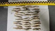 Sorprendidos con 32 peces protegidos destinados a la pesca con cebo vivo en Burgos