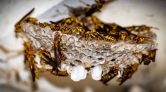 Cómo vive y se expande la avispa asiática, la especie invasora que ha llegado para quedarse