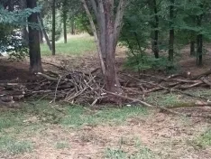 Dejadez en la limpieza forestal del entorno del Castillo de Burgos