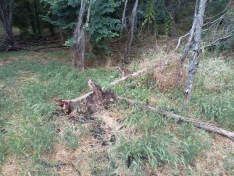 Dejadez en la limpieza forestal del entorno del Castillo de Burgos