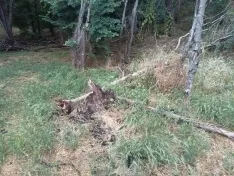 Dejadez en la limpieza forestal del entorno del Castillo de Burgos