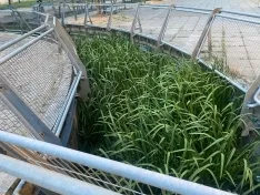 La vegetación se adueña del cauce Molinar