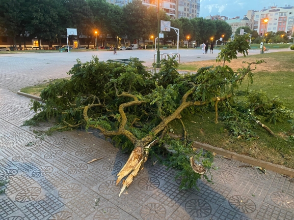 Una rama cae en el parque Baden Powell tras el paso de la tormenta en Burgos