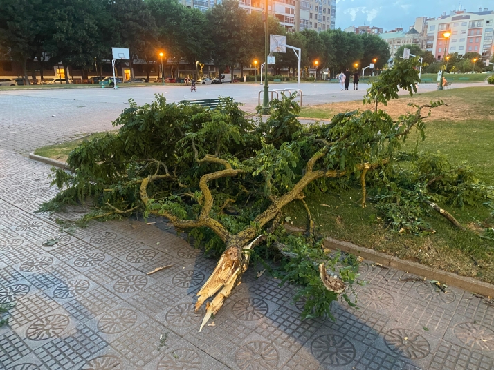 Un árbol cae en el parque Baden Powell tras el paso de la tormenta en Burgos