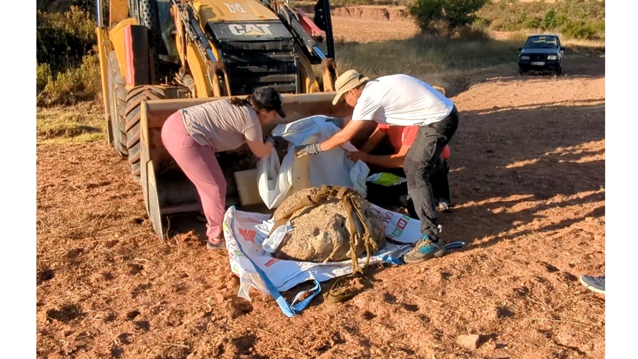 La paleontología burgalesa suma un nuevo gigante y conquista los museos de Japón