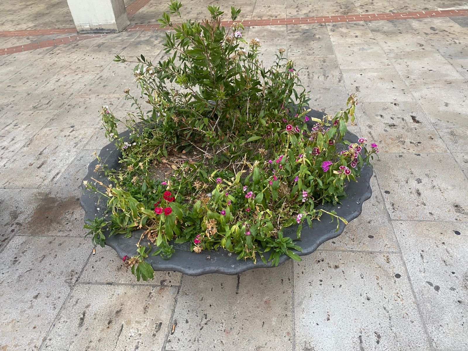 Mal aspecto de los maceteros de General Santocildes por la acumulación de vegetación y flores secas