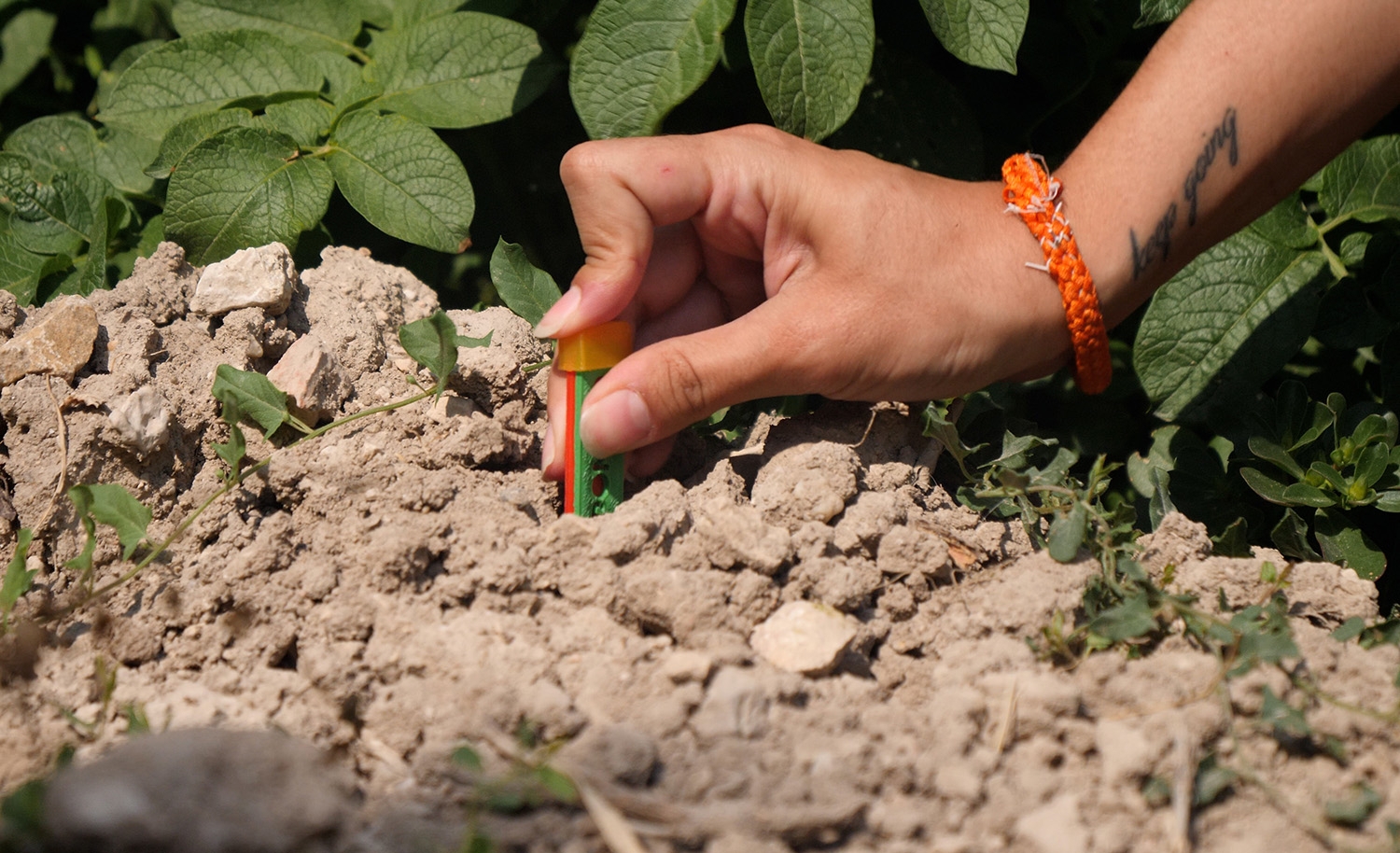 La UBU pone a prueba un sensor capaz de descubrir una amenaza invisible para las patatas y los tomates