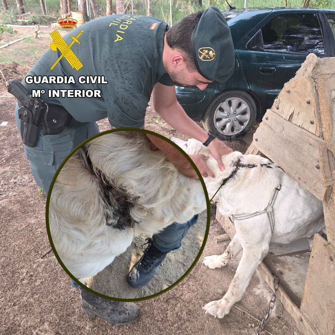 Ponen a disposición judicial al dueño de un mastín por maltrato animal en Burgos