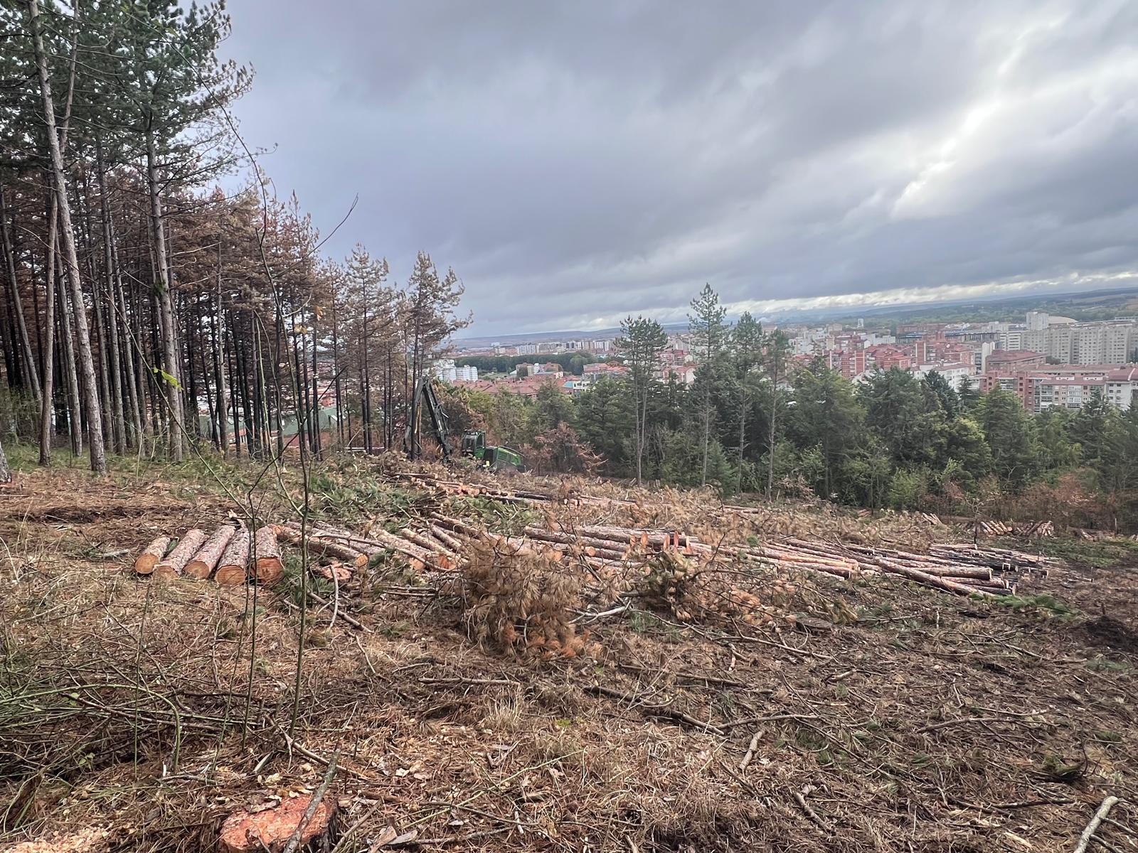 Burgos adelanta en tres años el clareo del cinturón verde para reducir el riesgo de incendios