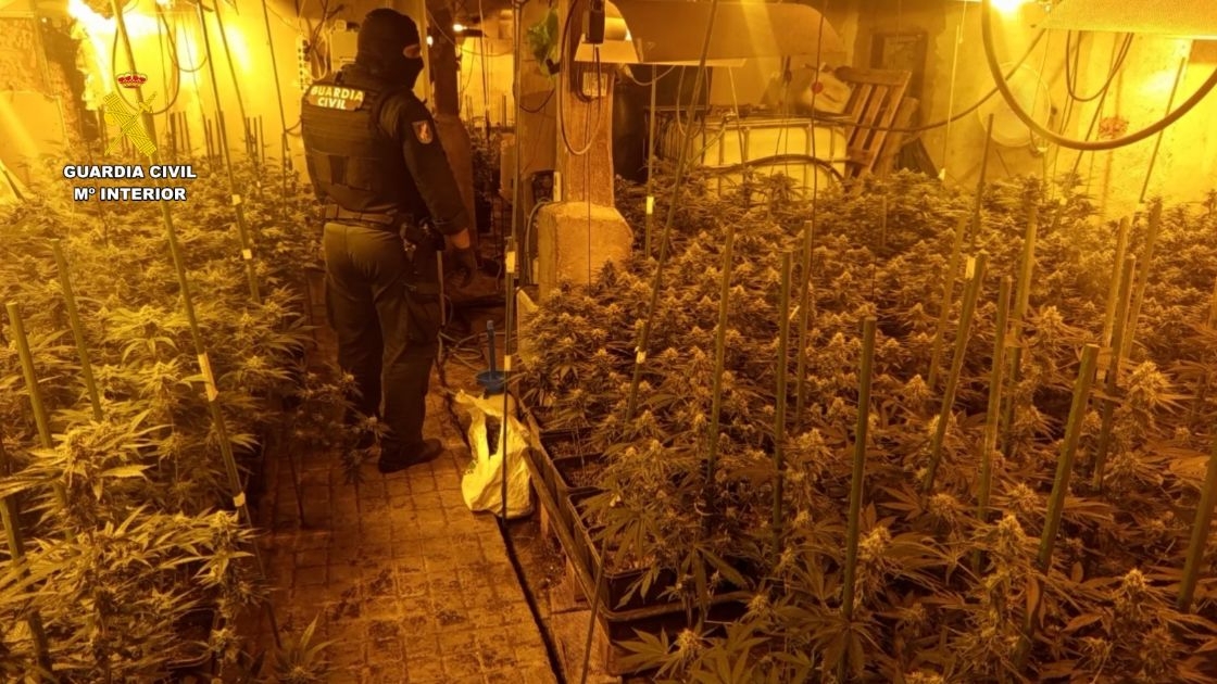 Desarticulan una macroplantación de marihuana en Burgos