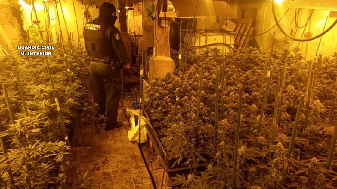 Desarticulan una macroplantación de marihuana en Burgos