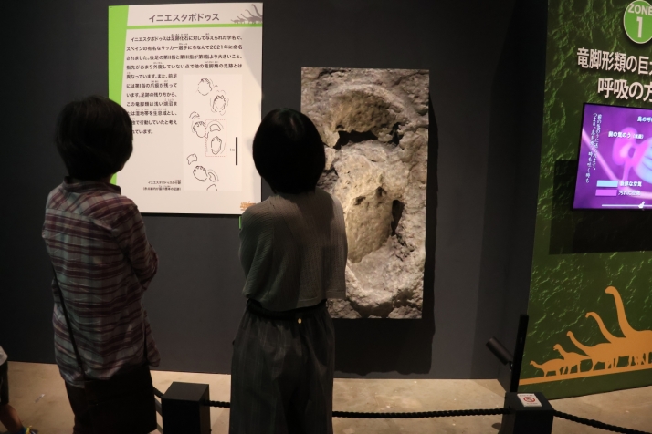 La paleontolog&iacute;a burgalesa suma un nuevo gigante y conquista los museos de Jap&oacute;n | Imagen 3