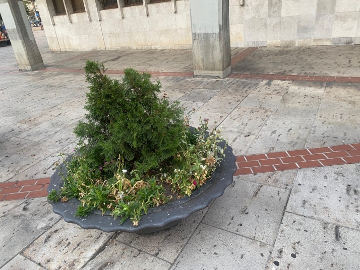 Mal aspecto de los maceteros de General Santocildes por la acumulaci&oacute;n de vegetaci&oacute;n y flores secas | Imagen 1