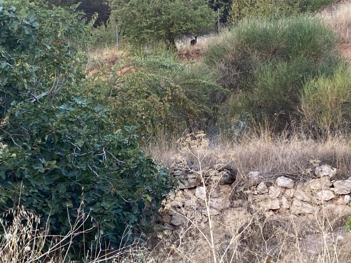 Sorpresa en la ladera del Castillo: avistan corzos junto al antiguo tanatorio de San Jos&eacute; | Imagen 2